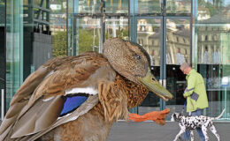 018 - pb - luzerner ente